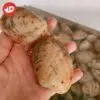 Ngao-2-Coi
