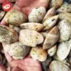 Ngao-2-Coi