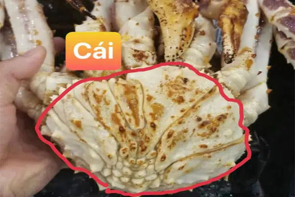 Cua hoàng đế cái