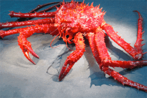 cua hoang de king crab