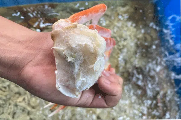 Chân cua tuyết đông lạnh