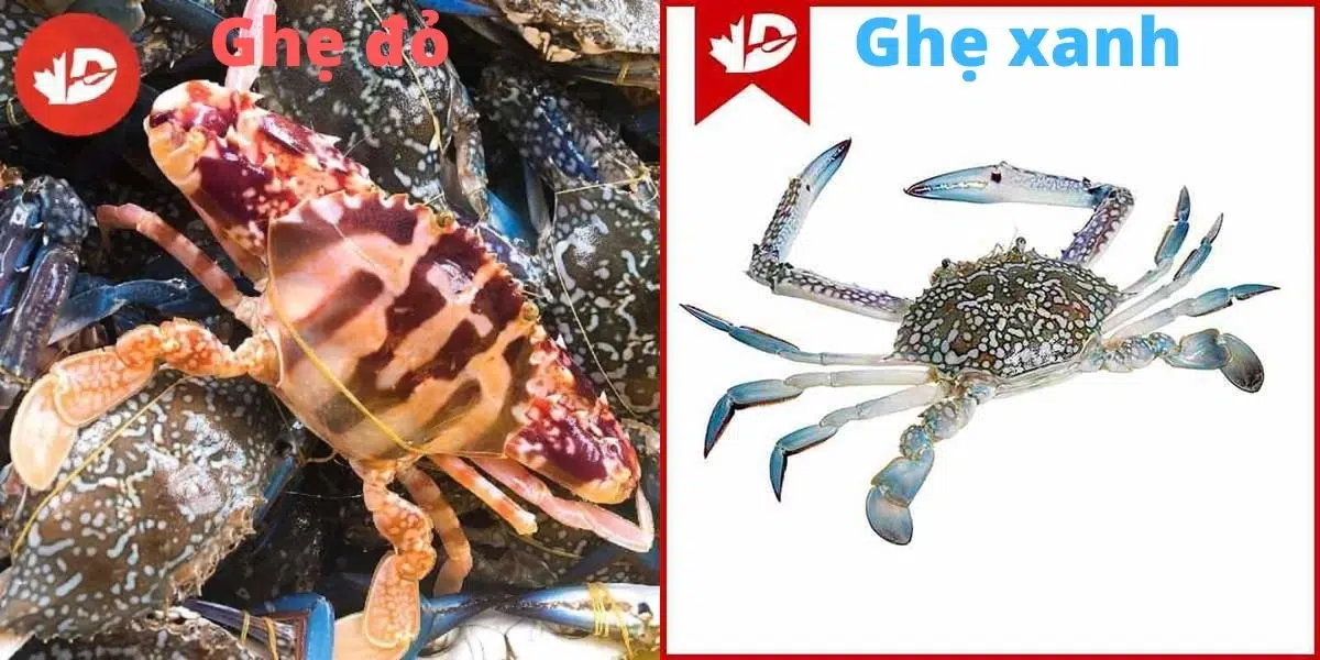 ghẹ đỏ và ghẹ xanh