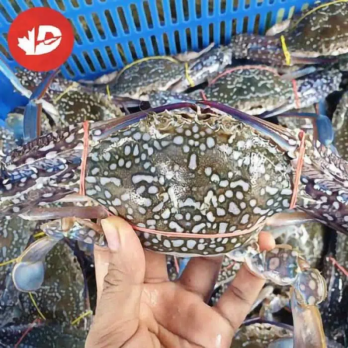 ghẹ đỏ tươi sống
