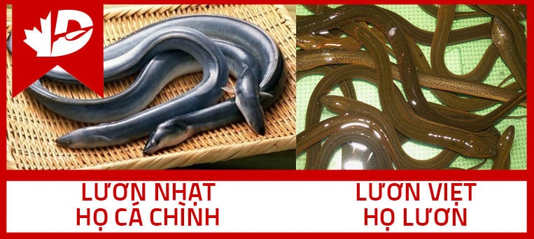 Lươn Nhật và lươn Việt khác nhau ở đâu?