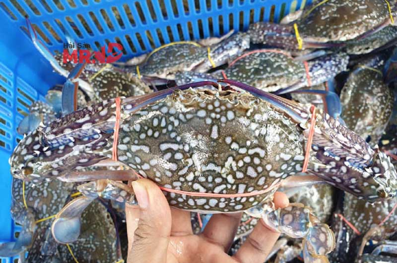 9 vựa hải sản Quận 10 bán tôm, cua, cá tươi sống, chất lượng