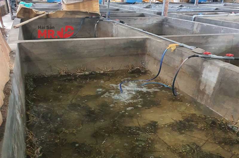 TOP 6 chợ đầu mối, vựa hải sản Quận 12 chất lượng, giá rẻ