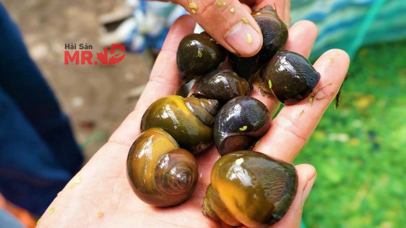 Ốc bươu bao nhiêu calo? Thành phần giá trị dinh dưỡng của ốc bươu