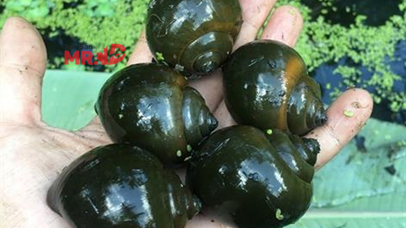 Ốc bươu bao nhiêu calo? Thành phần giá trị dinh dưỡng của ốc bươu