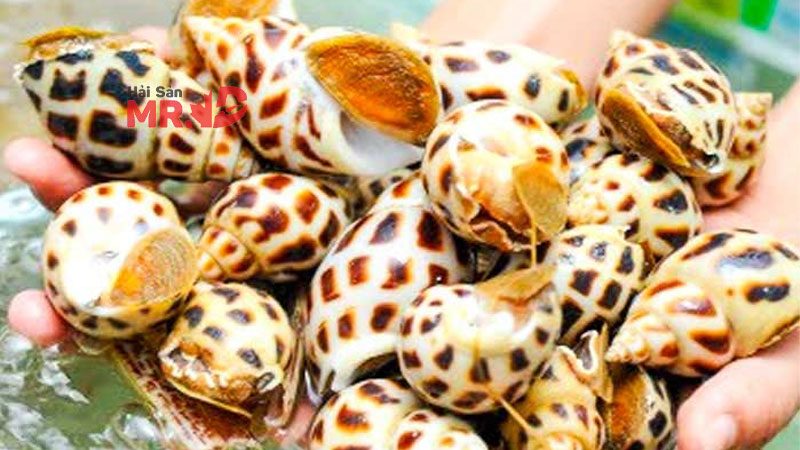 Ốc hương bao nhiêu calo? Giá trị và thành phần dinh dưỡng của ốc hương