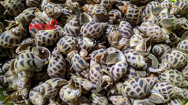 Ốc hương bao nhiêu calo? Giá trị và thành phần dinh dưỡng của ốc hương