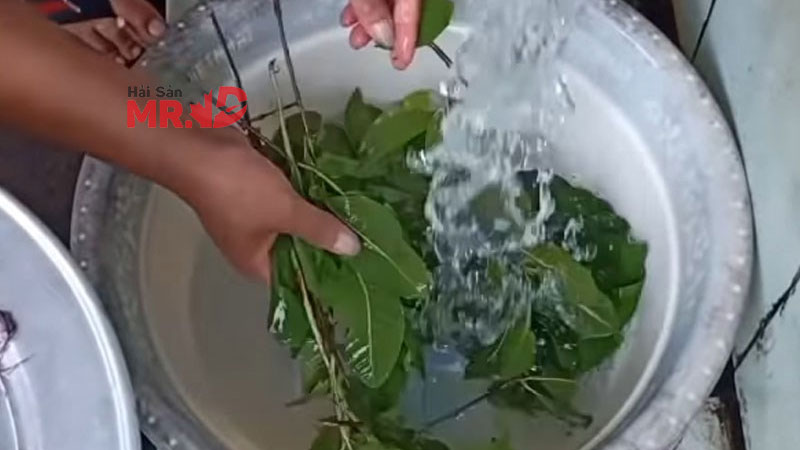 Cách làm bạch tuộc hấp lá ổi thơm ngon, đơn giản tại nhà