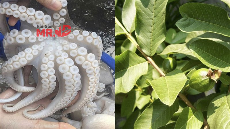 Cách làm bạch tuộc hấp lá ổi thơm ngon, đơn giản tại nhà