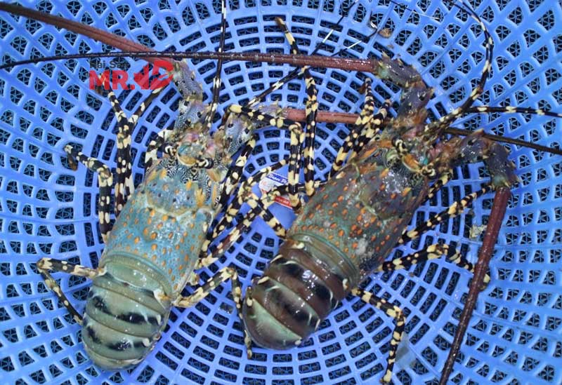 Bảng giá tôm hùm bông cập nhật mới nhất dịp tết 2026