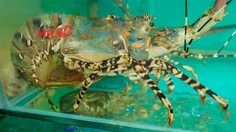 Bảng giá tôm hùm bông cập nhật mới nhất dịp tết 2026