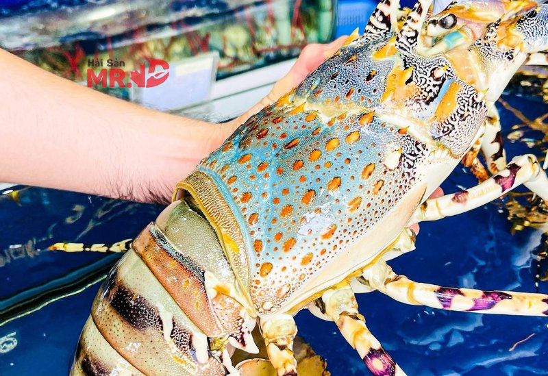 Bảng giá tôm hùm bông cập nhật mới nhất dịp tết 2026