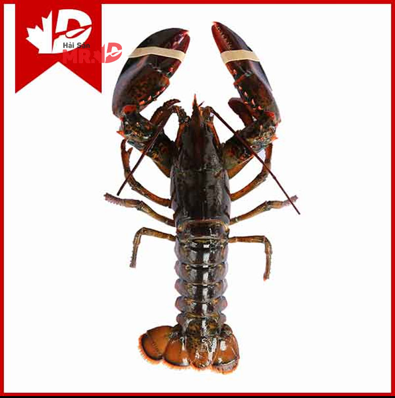 So sánh tôm hùm bông và tôm alaska loại nào ngon hơn?