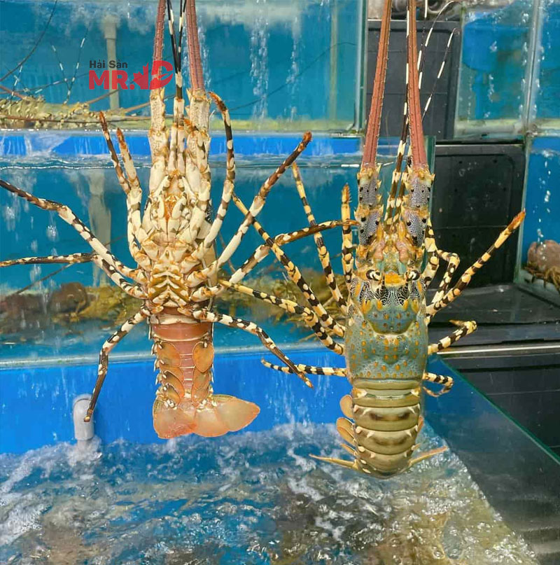 So sánh tôm hùm bông và tôm alaska loại nào ngon hơn?