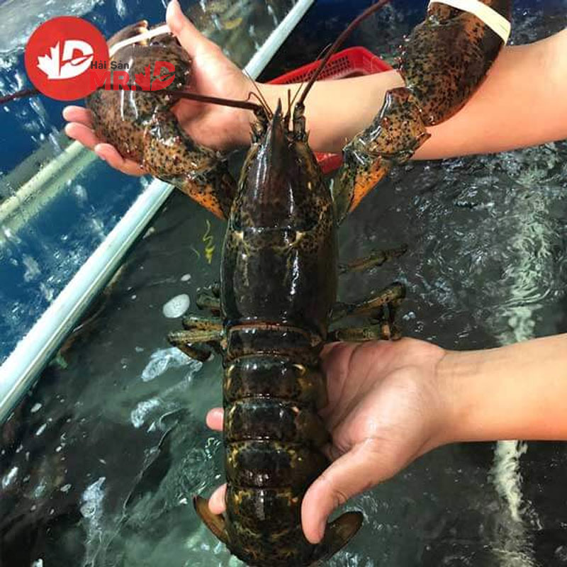 Tôm hùm bao nhiêu 1 kg? Cập nhật giá tôm hùm các loại tết 2026