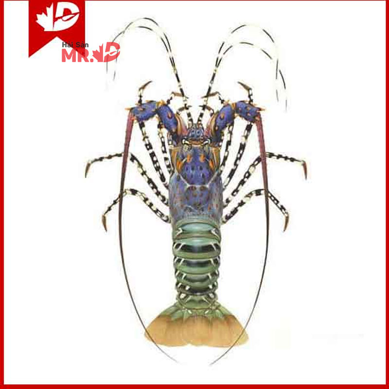 Tôm hùm bao nhiêu 1 kg? Cập nhật giá tôm hùm các loại tết 2026