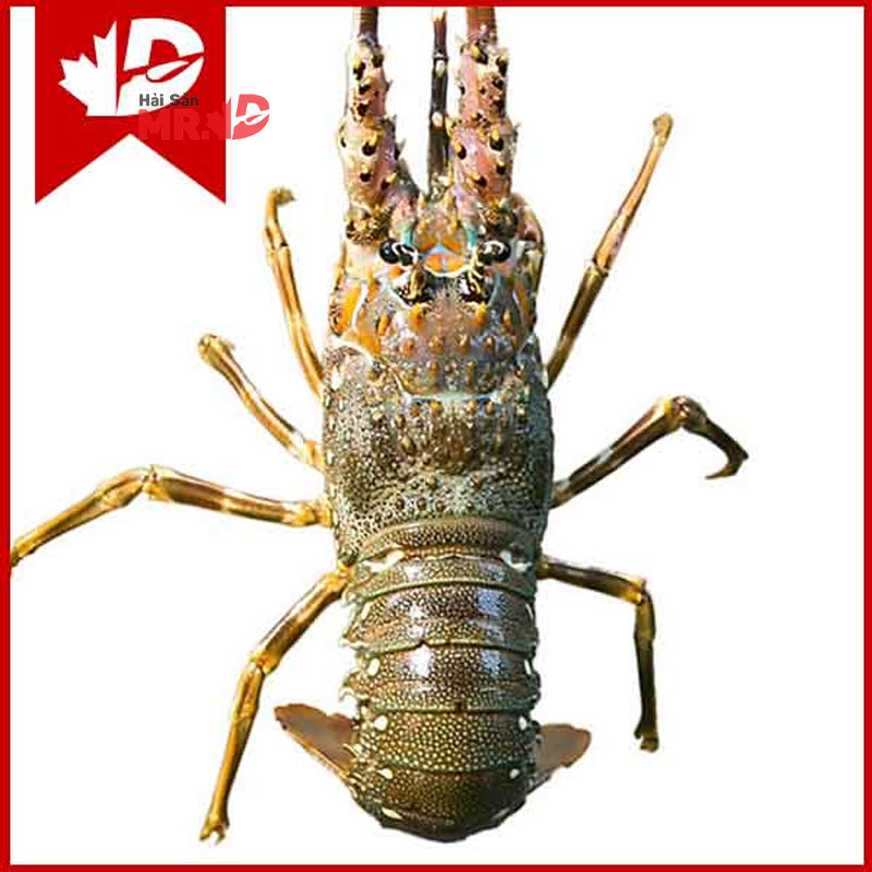 Tôm hùm bao nhiêu 1 kg? Cập nhật giá tôm hùm các loại tết 2026