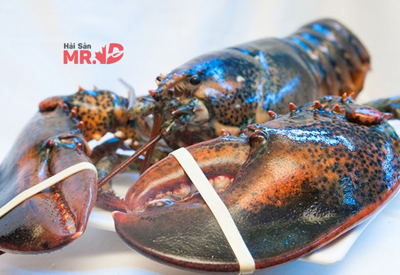 Tôm hùm bao nhiêu 1 kg? Cập nhật giá tôm hùm các loại tết 2026