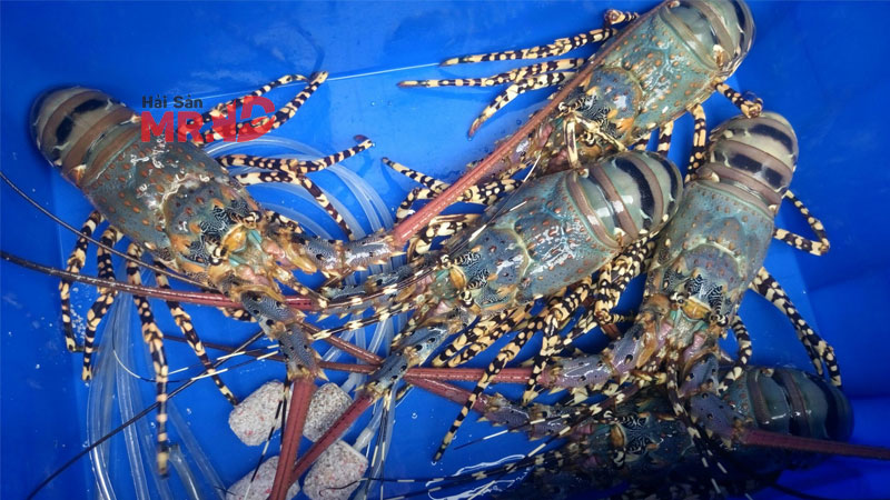 Tôm hùm bao nhiêu 1 kg? Cập nhật giá tôm hùm các loại tết 2026