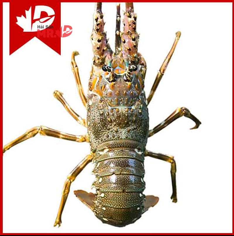 So sánh và cách phân biệt tôm hùm bông và tôm hùm xanh