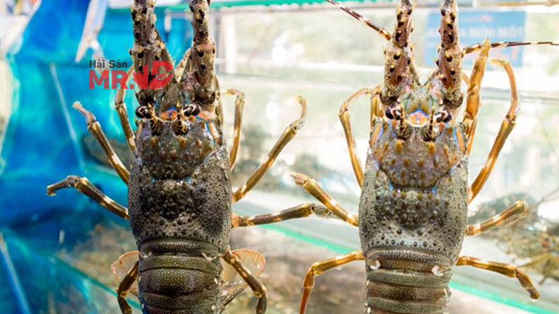 So sánh và cách phân biệt tôm hùm bông và tôm hùm xanh