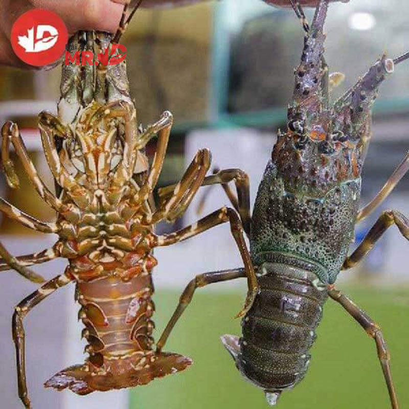 So sánh và cách phân biệt tôm hùm bông và tôm hùm xanh