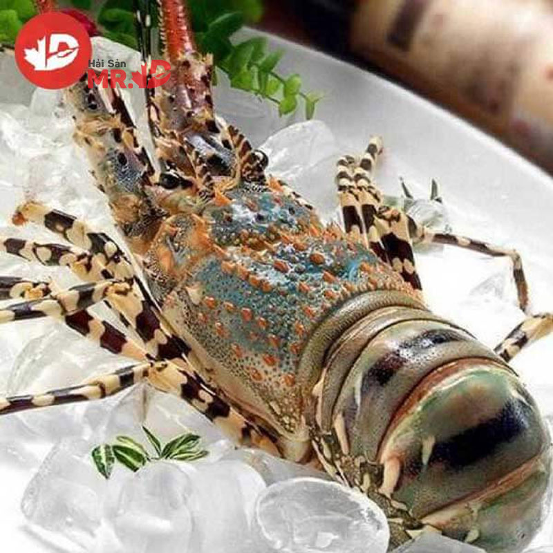 So sánh và cách phân biệt tôm hùm bông và tôm hùm xanh