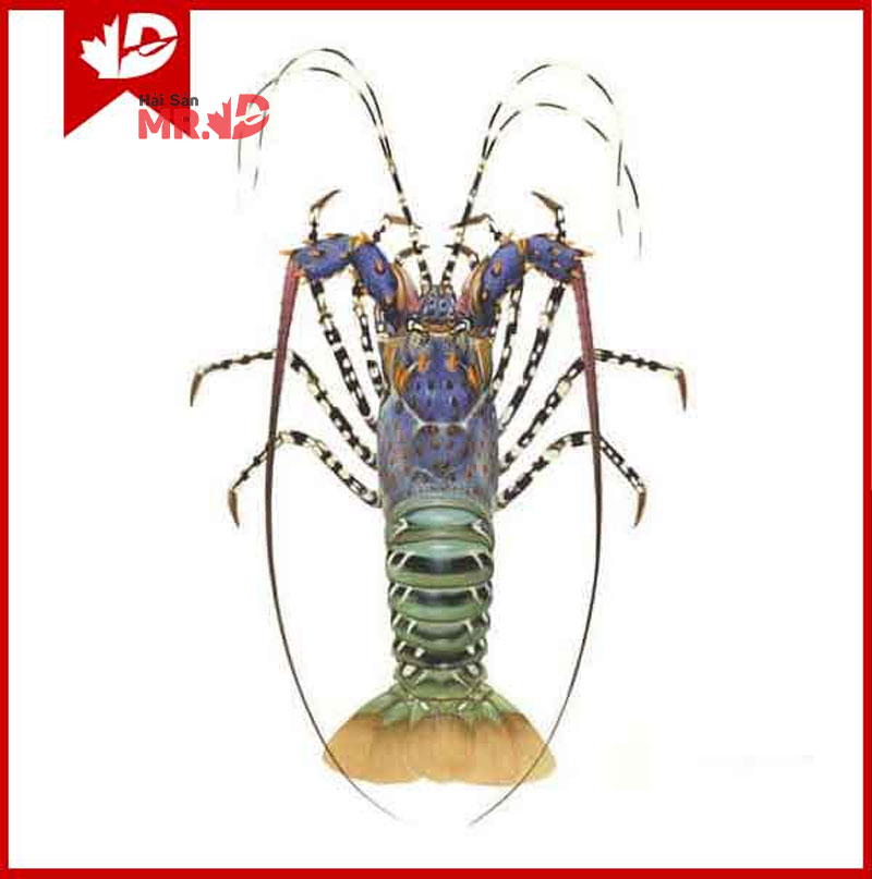 So sánh và cách phân biệt tôm hùm bông và tôm hùm xanh