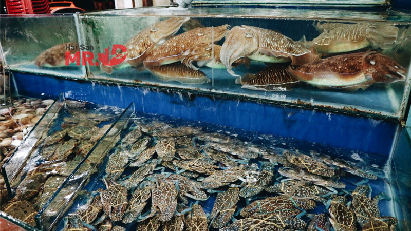 TOP 4 vựa hải sản Bình Chánh chất lượng tươi sống, giá rẻ